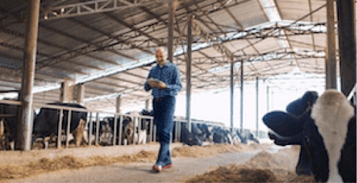 rubber for livestock